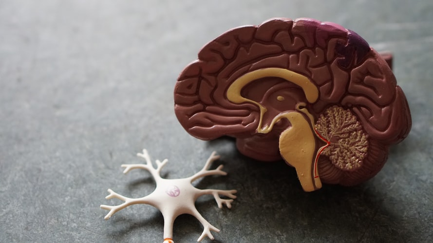 plastic brain and central nervous system model